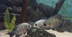 Fish tank, Pat Milliken Ford, near Detroit, MI